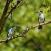 Lednacek promenlivy - Todiramphus chloris - Collared Kingfisher o1599